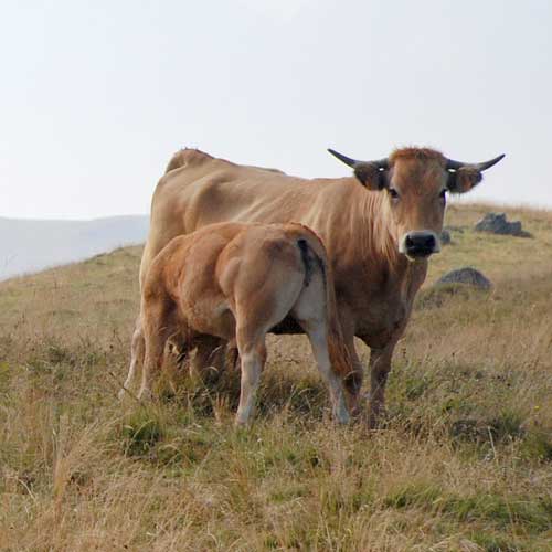 Rencontres litteraires de l'aubrac