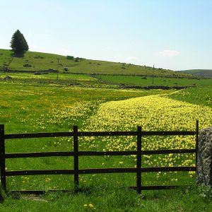 Plateaux de l'Aubrac